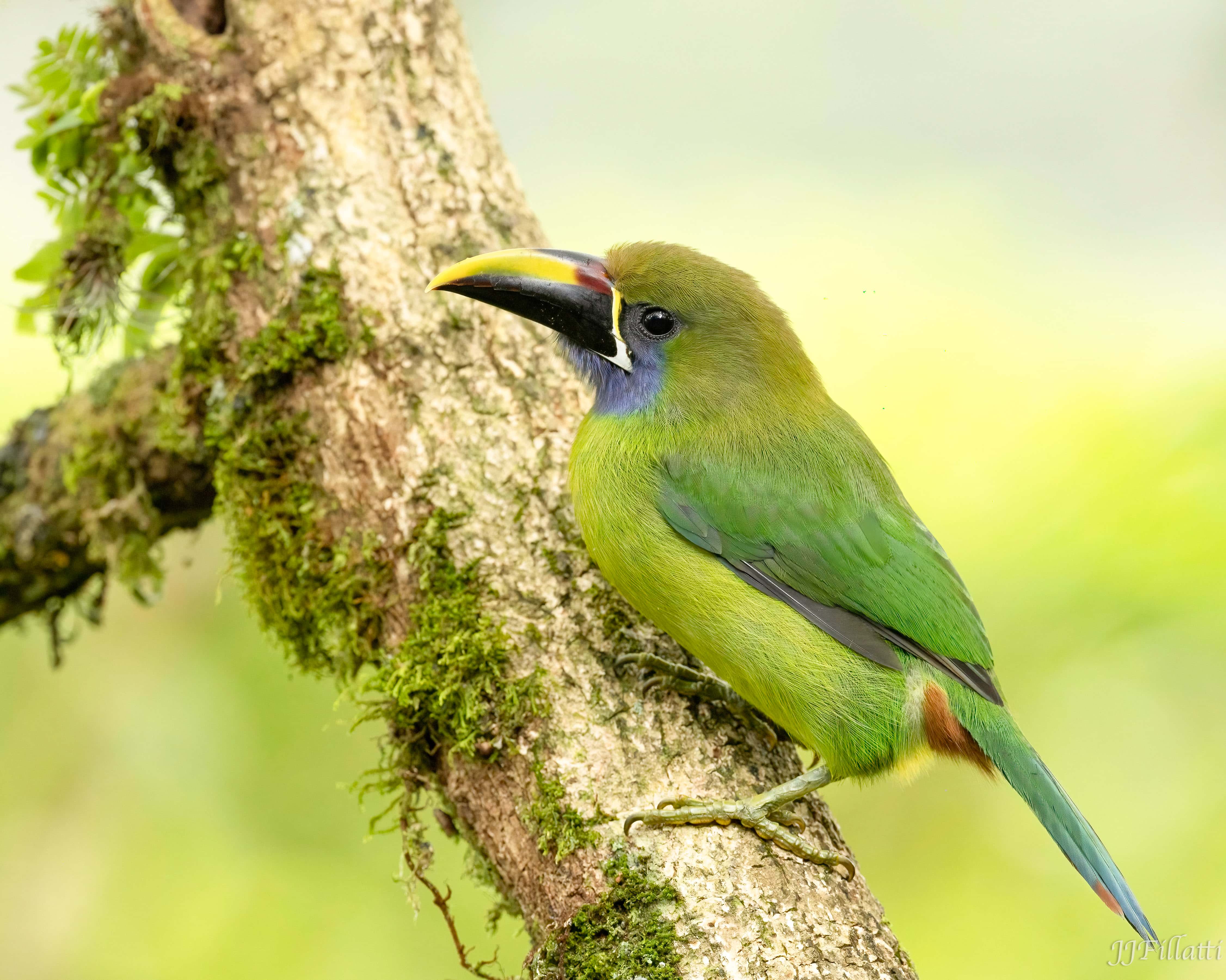 An emerald toucanet perched on a mossy branch